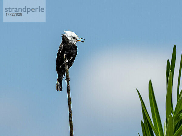 Erwachsener männlicher maskierter Wassertyrann (Fluvicola nengeta)  am Ufer des Rio Tres Irmao  Mata Grosso  Pantanal  Brasilien  Südamerika