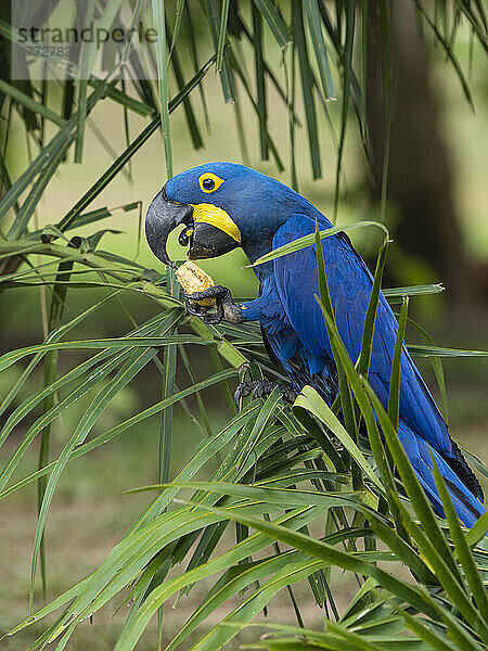 Ausgewachsener Hyazinthenara (Anodorhynchus hyacinthinus)  in einem Baum am Rio Pixaim  Mata Grosso  Pantanal  Brasilien  Südamerika