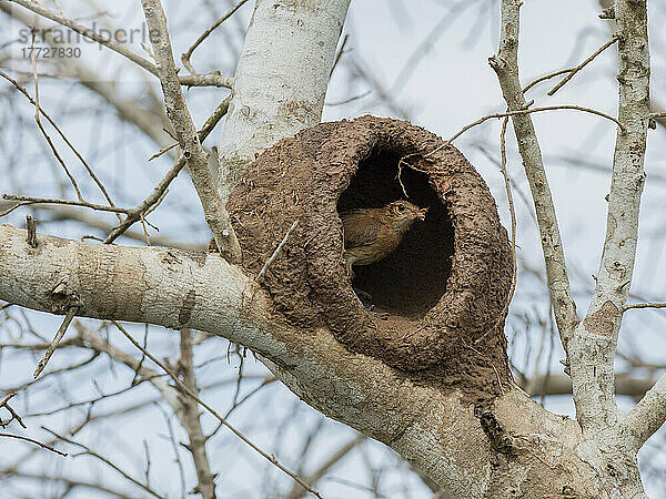 Erwachsener roter Ofenvogel (Furnarius rufus)  der ein Nest in einem Baum baut  Rio Pixaim  Mata Grosso  Pantanal  Brasilien  Südamerika