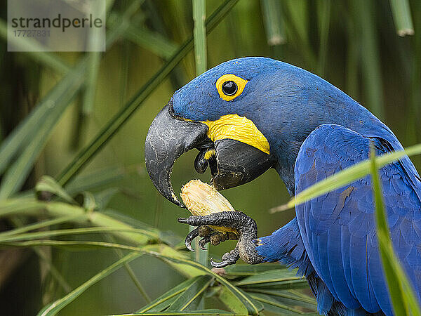 Ausgewachsener Hyazinthenara (Anodorhynchus hyacinthinus)  in einem Baum am Rio Pixaim  Mata Grosso  Pantanal  Brasilien  Südamerika