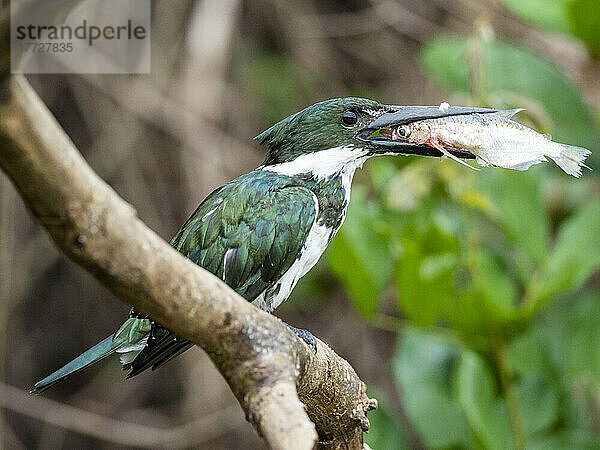 Erwachsener weiblicher grüner Eisvogel (Chloroceryle americana)  mit Fischen am Rio Negro  Mata Grosso  Pantanal  Brasilien  Südamerika