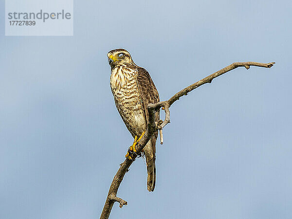 Ausgewachsener Hakenschnabeldrachen (Chondrohierax uncinatus)  am Rio Tres Irmao  Mata Grosso  Pantanal  Brasilien  Südamerika