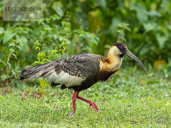 Ein ausgewachsener Büffelhalsibis (Theristicus caudatus) auf der Transpantaneira-Autobahn  Mato Grosso  Pantanal  Brasilien  Südamerika