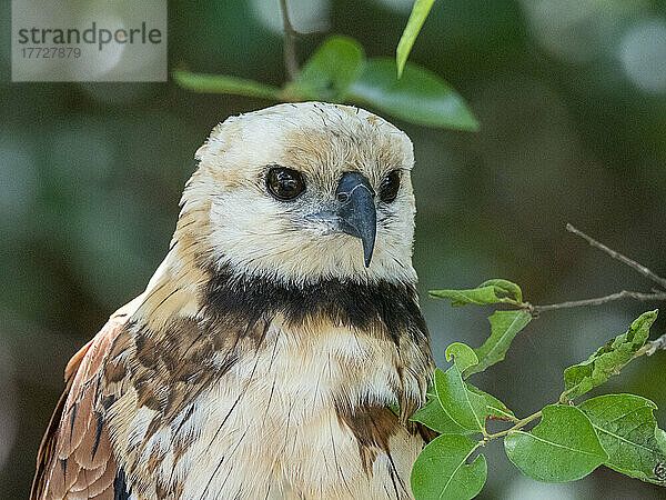 Ein junger Falkenfalke (Busarellus nigricollis)  Rio Negrio  Mato Grosso  Pantanal  Brasilien  Südamerika