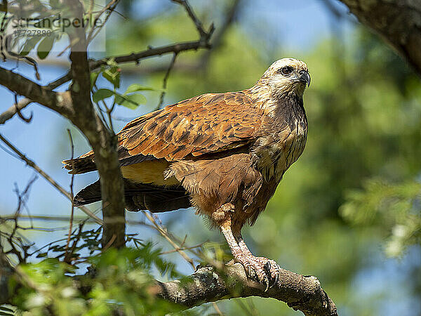 Ein Schwarzkragenbussard (Busarellus nigricollis)  Rio Tres Irmao  Mato Grosso  Pantanal  Brasilien  Südamerika