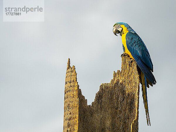 Ein ausgewachsener Blau-Gold-Ara (Ara ararauna)  Pousada Piuval  Mato Grosso  Pantanal  Brasilien  Südamerika