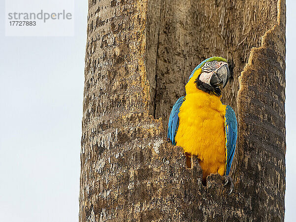 Ein ausgewachsener Blau-Gold-Ara (Ara ararauna)  Pousada Piuval  Mato Grosso  Pantanal  Brasilien  Südamerika