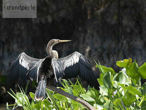 Erwachsener Anhinga (Anhinga anhinga)  der seine Flügel am Rio Tres Irmao  Mato Grosso  Pantanal  Brasilien  Südamerika trocknet