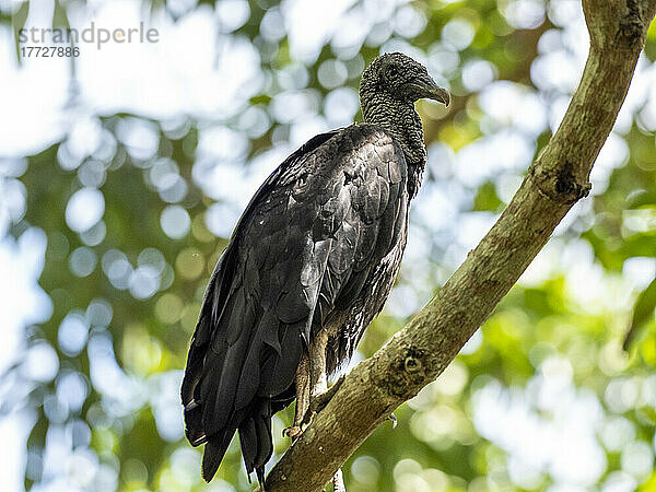 Ausgewachsener Mönchsgeier (Coragyps atratus) auf der Transpantaneira-Autobahn  Mato Grosso  Pantanal  Brasilien  Südamerika