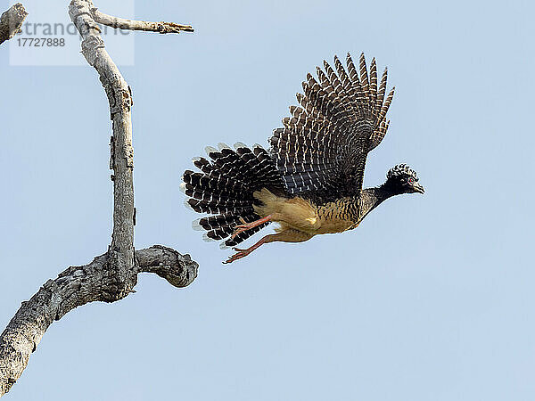 Ausgewachsenes Weibchen des Nacktschnabelhuhns (Crax fasciolata) beim Flug auf dem Rio Tres Irmao  Mato Grosso  Pantanal  Brasilien  Südamerika