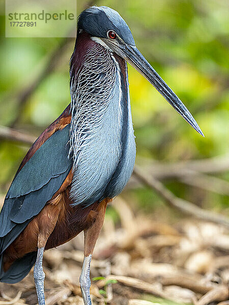 Agami-Reiher (Agamia agami)  Rio Pixaim  Mato Grosso  Pantanal  Brasilien  Südamerika