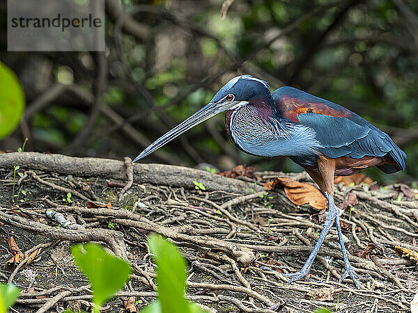 Agami-Reiher (Agamia agami)  Rio Pixaim  Mato Grosso  Pantanal  Brasilien  Südamerika