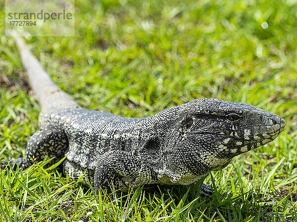 Argentinischer Schwarz-Weiß-Tegu (Salvator merianae)  Pousada Piuval  Mato Grosso  Pantanal  Brasilien  Südamerika