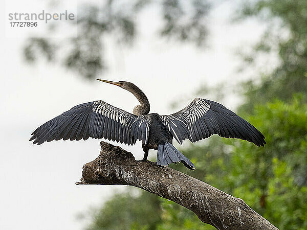 Erwachsener Anhinga (Anhinga anhinga)  der seine Flügel am Rio Tres Irmao  Mato Grosso  Pantanal  Brasilien  Südamerika trocknet