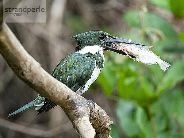 Erwachsener weiblicher Amazonas-Eisvogel (Chloroceryle amazona)  mit einem Fisch  Rio Negro  Mato Grosso  Pantanal  Brasilien  Südamerika