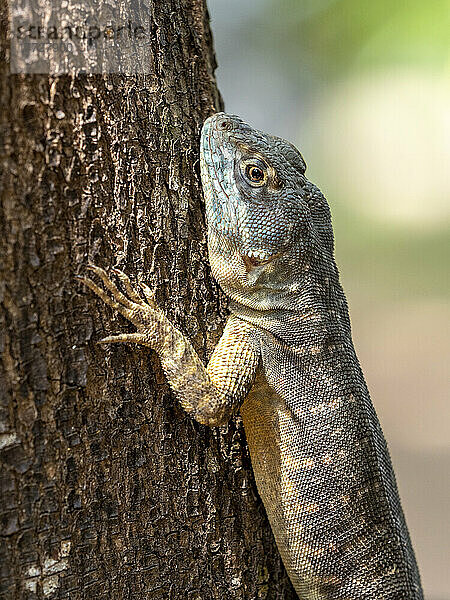 Amazonas-Lava-Eidechse (Tropidurus torquatus)  Pouso Allegre  Mato Grosso  Pantanal  Brasilien  Südamerika