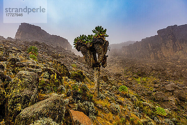 Blick auf die Bergpfade auf dem Weg zum Kilimandscharo  UNESCO-Weltkulturerbe  Tansania  Ostafrika  Afrika