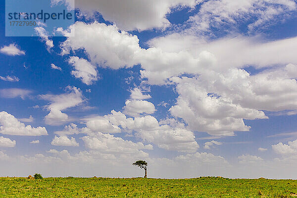 Landschaft auf Safari im Maasai Mara National Reserve  Kenia  Ostafrika  Afrika