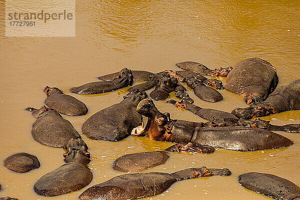 Flusspferde genießen das Wasser  gesehen auf einer Safari im Masai Mara National Reserve  Kenia  Ostafrika  Afrika