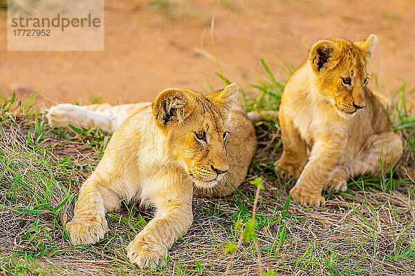 Löwenbabys  Masai Mara National Reserve  Kenia  Ostafrika  Afrika