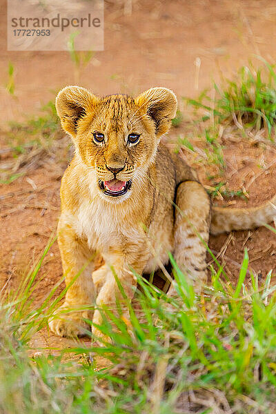 Löwenjunges  Masai Mara National Reserve  Kenia  Ostafrika  Afrika