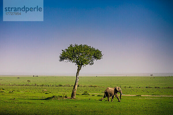 Elefant gesehen auf einer Safari im Masai Mara National Reserve  Kenia  Ostafrika  Afrika