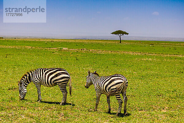 Zebras im Masai Mara National Reserve  Kenia  Ostafrika  Afrika