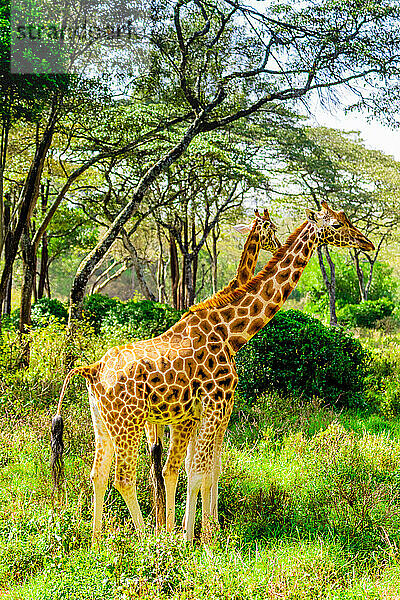 Giraffen in einem örtlichen Elefanten- und Giraffenschutzgebiet  Kenia  Ostafrika  Afrika