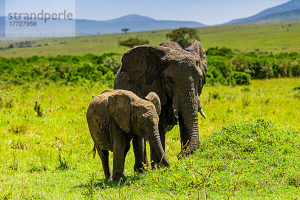 Elefanten auf einer Safari im Masai Mara National Reserve  Kenia  Ostafrika  Afrika