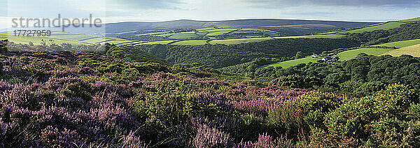 Blick über lila Heidemoorlandschaft zum Dunkery Beacon  Exmoor-Nationalpark  Somerset  England  Vereinigtes Königreich  Europa