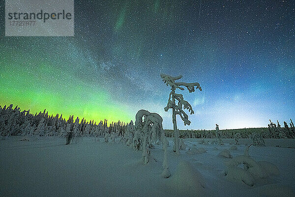 Isolierte gefrorene Bäume im Schnee unter den Nordlichtern (Aurora Borealis) im Winter  Iso Syote  Lappland  Finnland  Europa