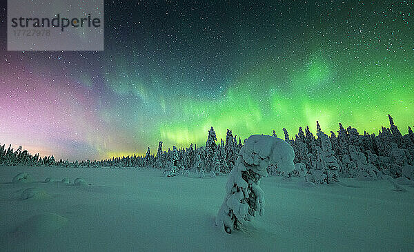 Gefrorene Fichte  bedeckt mit Schnee  beleuchtet von Nordlichtern (Aurora Borealis) im Winter  Iso Syote  Lappland  Finnland  Europa