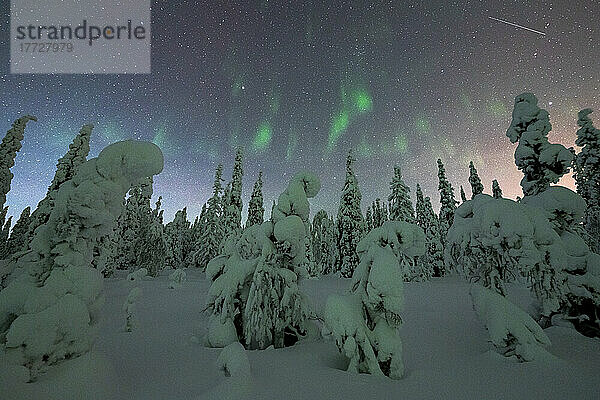 Gefrorene  mit Schnee bedeckte Fichten  die im Winter von Nordlichtern (Aurora Borealis) beleuchtet werden  Iso Syote  Lappland  Finnland  Europa