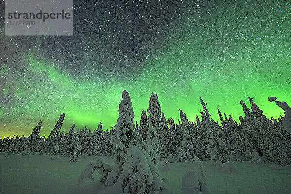 Grüne Lichter des Nordlichts (Aurora Borealis) über gefrorenen  schneebedeckten Bäumen  Iso Syote  Lappland  Finnland  Europa