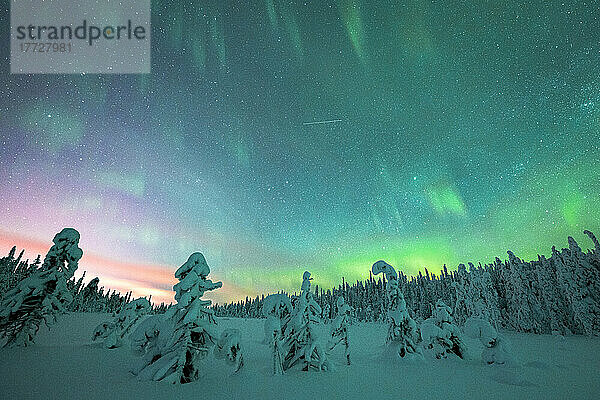 Gefrorene Bäume im Schnee unter dem bunten Himmel während der Nordlichter (Aurora Borealis) im Winter  Iso Syote  Lappland  Finnland  Europa