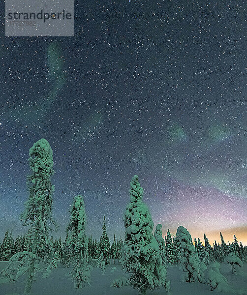 Gefrorene Bäume unter dem Sternenhimmel während der Nordlichter (Aurora Borealis) im Winter  Iso Syote  Lappland  Finnland  Europa