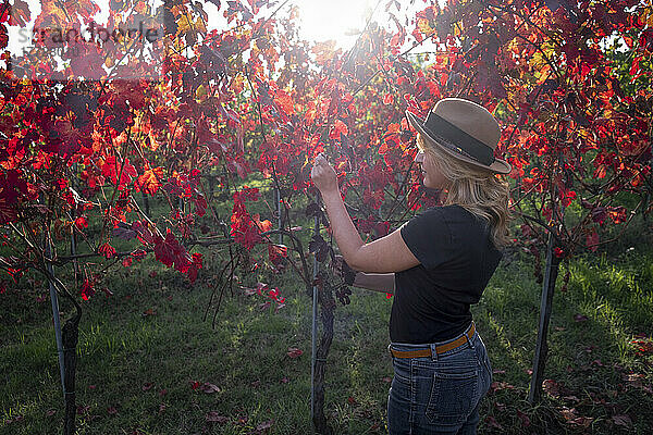 Frau mit Hut in einem roten Weinberg im Herbst  Castelvetro di Modena  Emilia Romagna  Italien  Europa