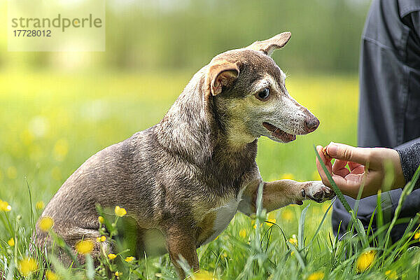 Kleiner Hund und sein Besitzer spielen mit einem Leckerbissen in einem Feld mit gelben Blumen  Italien  Europa