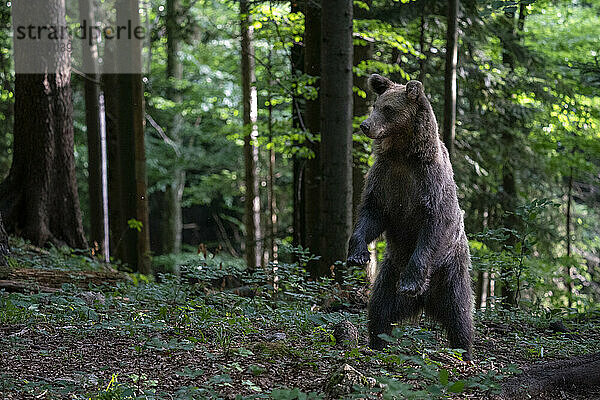 Europäischer Braunbär (Ursus arctos)  Notranjska-Wald  Slowenien  Europa