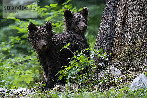 Junge europäische Braunbären (Ursus arctos)  Notranjska-Wald  Slowenien  Europa