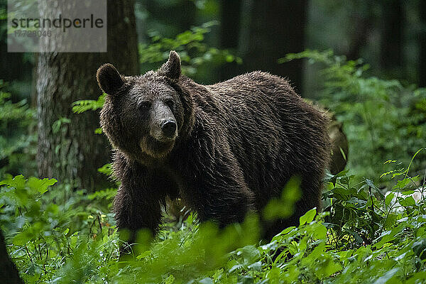 Europäischer Braunbär (Ursus arctos)  Notranjska-Wald  Slowenien  Europa