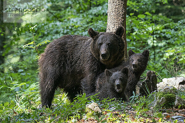 Europäischer Braunbär (Ursus arctos) und Junge  Notranjska-Wald  Slowenien  Europa