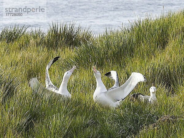 Ausgewachsener Wanderalbatros (Diomedea exulans)  Balzschau auf Prion Island  Bay of Isles  Südgeorgien  Südatlantik  Polarregionen