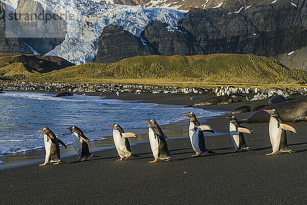 Erwachsene Eselspinguine (Pygoscelis papua) am Strand bei Tagesanbruch in Gold Harbor  South Georgia Island  Südatlantik  Polarregionen