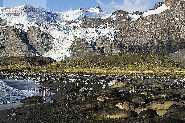 Südliche See-Elefanten (Mirounga leonina)  am Strand von Gold Harbour  Südgeorgien  Südatlantik  Polarregionen