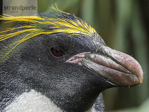 Erwachsener Makkaroni-Pinguin (Eudyptes chrysolophus)  Kopfdetail in Cooper Bay  Südgeorgien  Südatlantik  Polarregionen