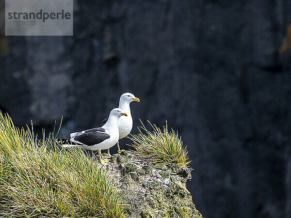 Ausgewachsene Seetangmöwen (Larus dominicanus) auf einem Nest auf der Annenkov-Insel  Südgeorgien  Südatlantik  Polarregionen