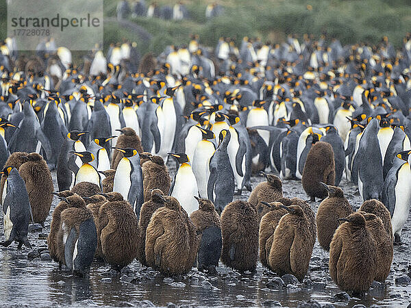 Königspinguin (Aptenodytes patagonicus)  Eichenjungen in der Brutkolonie in der Salisbury Plain  Südgeorgien  Südatlantik  Polarregionen