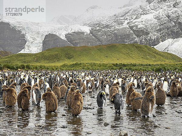 Königspinguin (Aptenodytes patagonicus)  Oakum-Jungen in der Brutkolonie in Gold Harbour  Südgeorgien  Südatlantik  Polarregionen