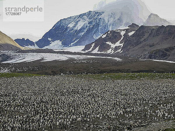 Königspinguin (Aptenodytes patagonicus)  größte Brutkolonie in St. Andrews Bay  Südgeorgien  Südatlantik  Polarregionen